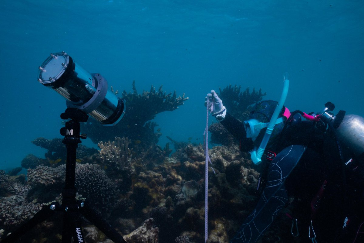 SymBio Lab (@titus_symbiolab) on Twitter photo Our other projects here on Ningaloo focus on the role of the host sea anemone species on the behavior of their clownfish symbionts. So we are setting up GoPro cameras to record daily activity budgets of the fish themselves as seen here by <a href="/NSF/">U.S. National Science Foundation</a> postdoc <a href="/GobyPrincess/">Catheline Froehlich🐠🎙️🐡|FishEcologist|Podcaster</a> Our other projects here on Ningaloo focus on the role of the host sea anemone species on the behavior of their clownfish symbionts. So we are setting up GoPro cameras to record daily activity budgets of the fish themselves as seen here by <a href="/NSF/">U.S. National Science Foundation</a> postdoc <a href="/GobyPrincess/">Catheline Froehlich🐠🎙️🐡|FishEcologist|Podcaster</a>