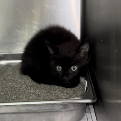 PeterAskin1's tweet photo. A tiny cat by the name of "Keir"
is in trouble (&amp; feels the fear)!
#SanBernardinoCA is where this cat waits!
Will there be death or the best of fates?
If you can snatch from #Devore 
we'll love you for evermore!
Adopt! Pledge for rescue! 🙏
VERY URGENT!
https://t.co/j0LaKTOkUh https://t.co/7mL8PRMIRW