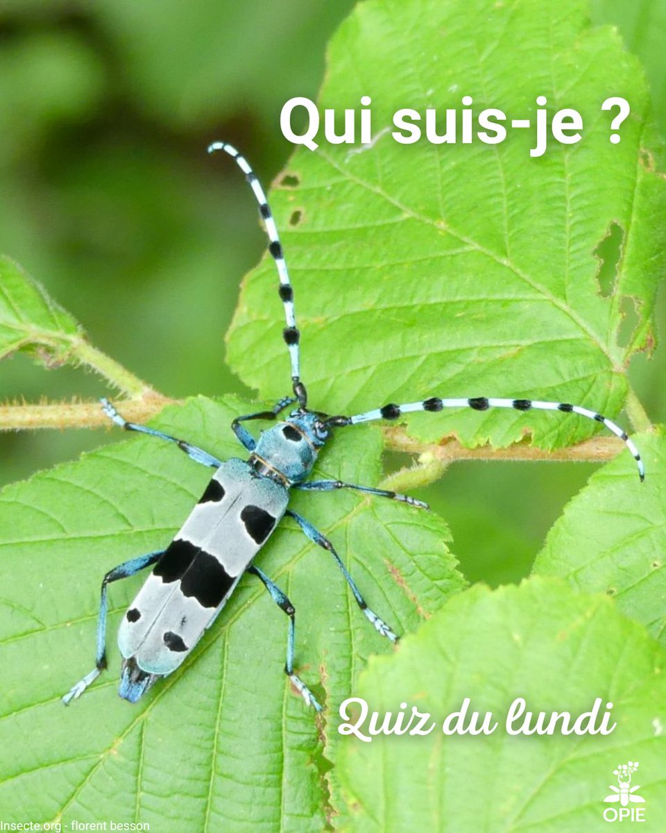 Opie insectes tweet media