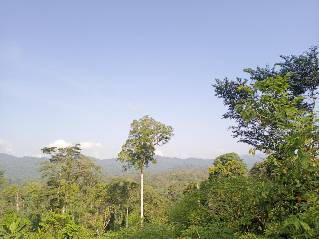 The Congo Basin alone stores more than 30 billion tonnes of carbon. By prioritizing its protection,we can make significant progress towards reducing global emissions.' #CarbonStorage #ClimateMitigation.