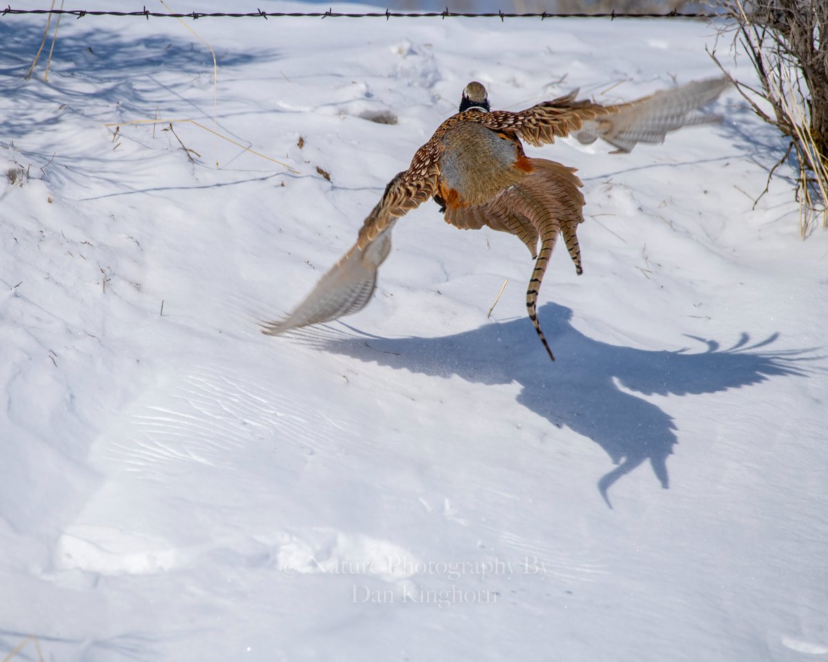 Dan_Kinghorn77's tweet photo. You can see the wing beats in the snow, as this #RoosterPheasant flies under a barbed wire fence! They are amazing pilots! π€βοΈ #NaturePhotography #birdphotography #ThePhotoHour https://t.co/3YPLqc5UeL