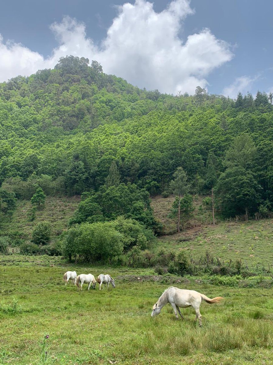 Serenity ☘️ kalaktang Arunachal