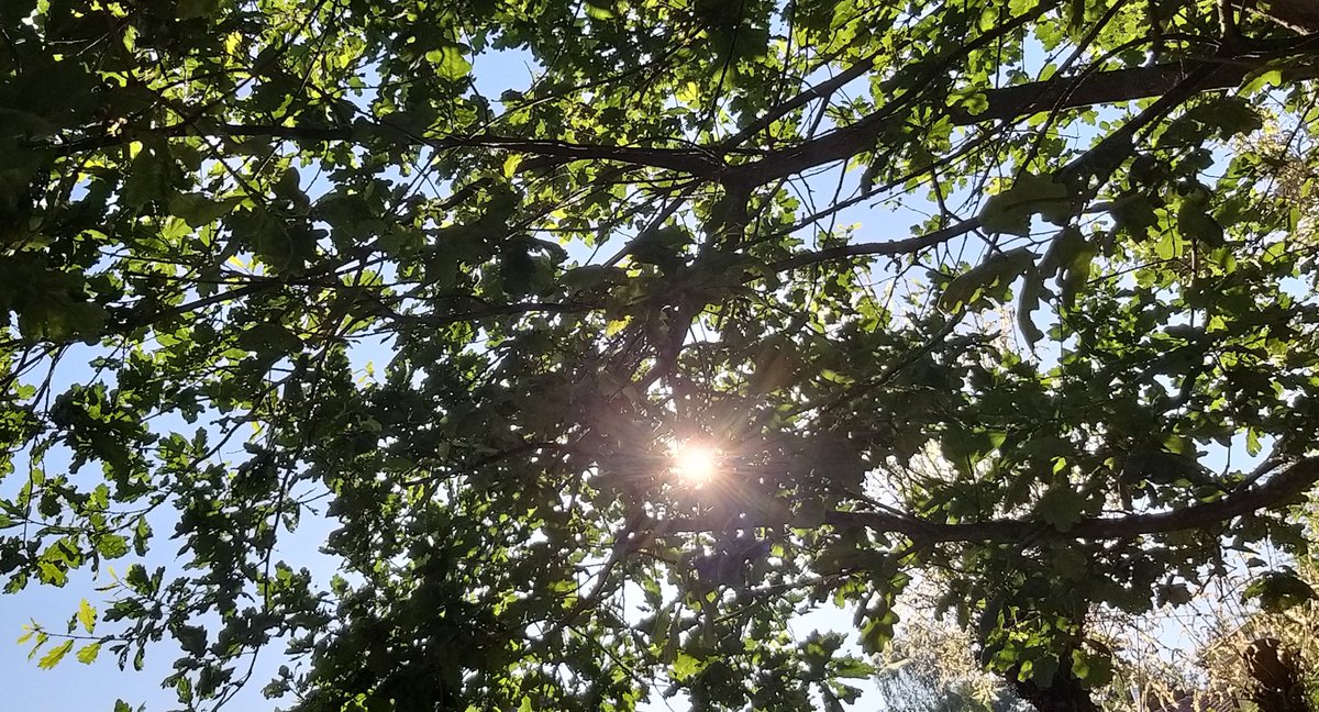 I wish you all in the #5amwritersclub and #WritingCommunity a wonderful Monday and a splendid new week. May the good words come easy.

#scifi #SFF #amediting #amwriting #Mondayvibes