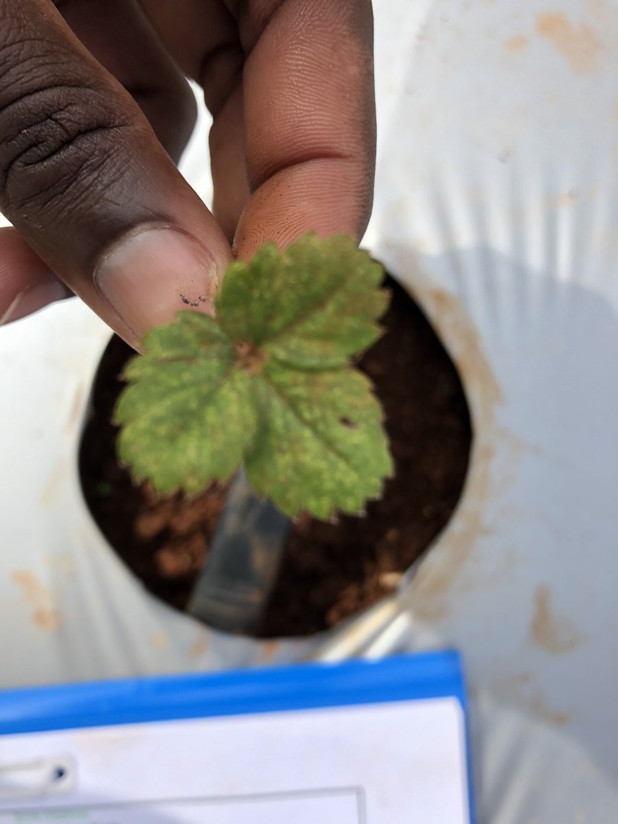 Red spider mites on strawberry.