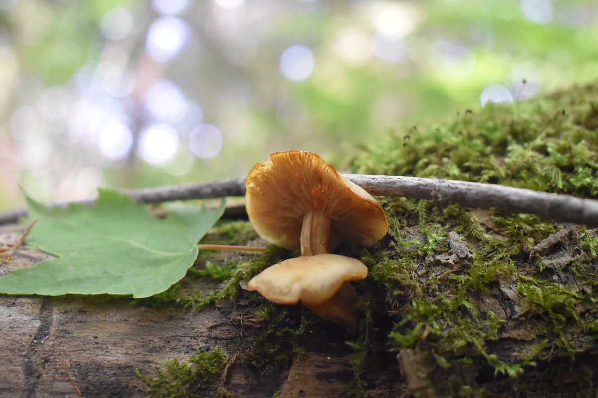 At least one of them looks happy. #MushroomMonday 

#fungi #mushrooms #mycology #mushroomtwitter #nature #Michigan #UpperPeninsula #photography #naturephotography