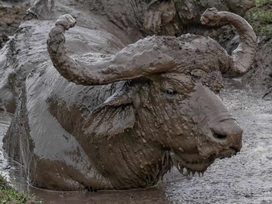 'It feels sooo good rolling about in the mud',says a wallowing buffalo. What feels good for you???

#ExploreUganda #wildlife #wildlifephotography