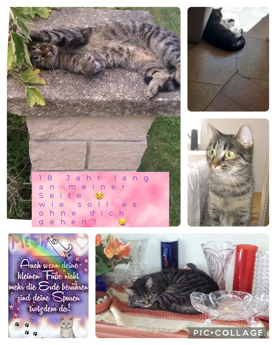 18 Jahre warst du immer bei mir. Ich weiß gar nicht, wie es ohne dich werden soll. 😢 Nun bist du bei deiner Schwester. Du fehlst mir so sehr. 😪