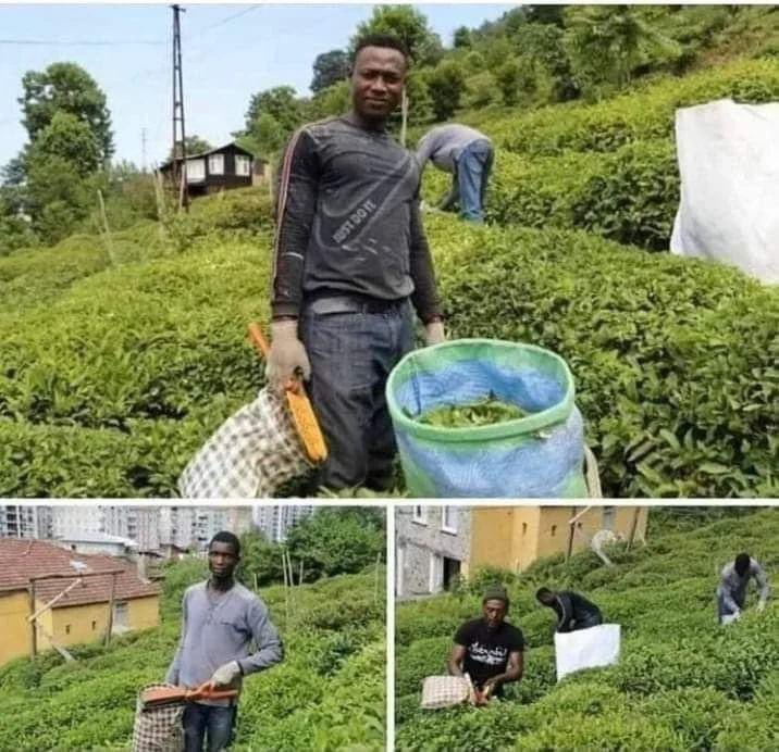 Çobanlık yapar mısın?
- Yok almayayım.
- Kim yapacak?
- Afganlar..

- Tarımda çalışır mısın? 
- Daha neler yav!
- Kim yapacak?
- Türkmenler..

- Bebek bakıcılığı yapar mısın? 
- Ben kendi bebeğime bakmıyorum, başkasının bebeğine niye bakayım!
- Kim yapacak?
- Özbekler..

- Çay