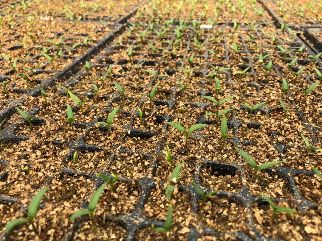 dr_kihato's tweet image. We @Zionseedlings , propagate #seedling on your behalf at an affordable rate . 

Contact us ; 

☎️0724471075 @GenNdolo