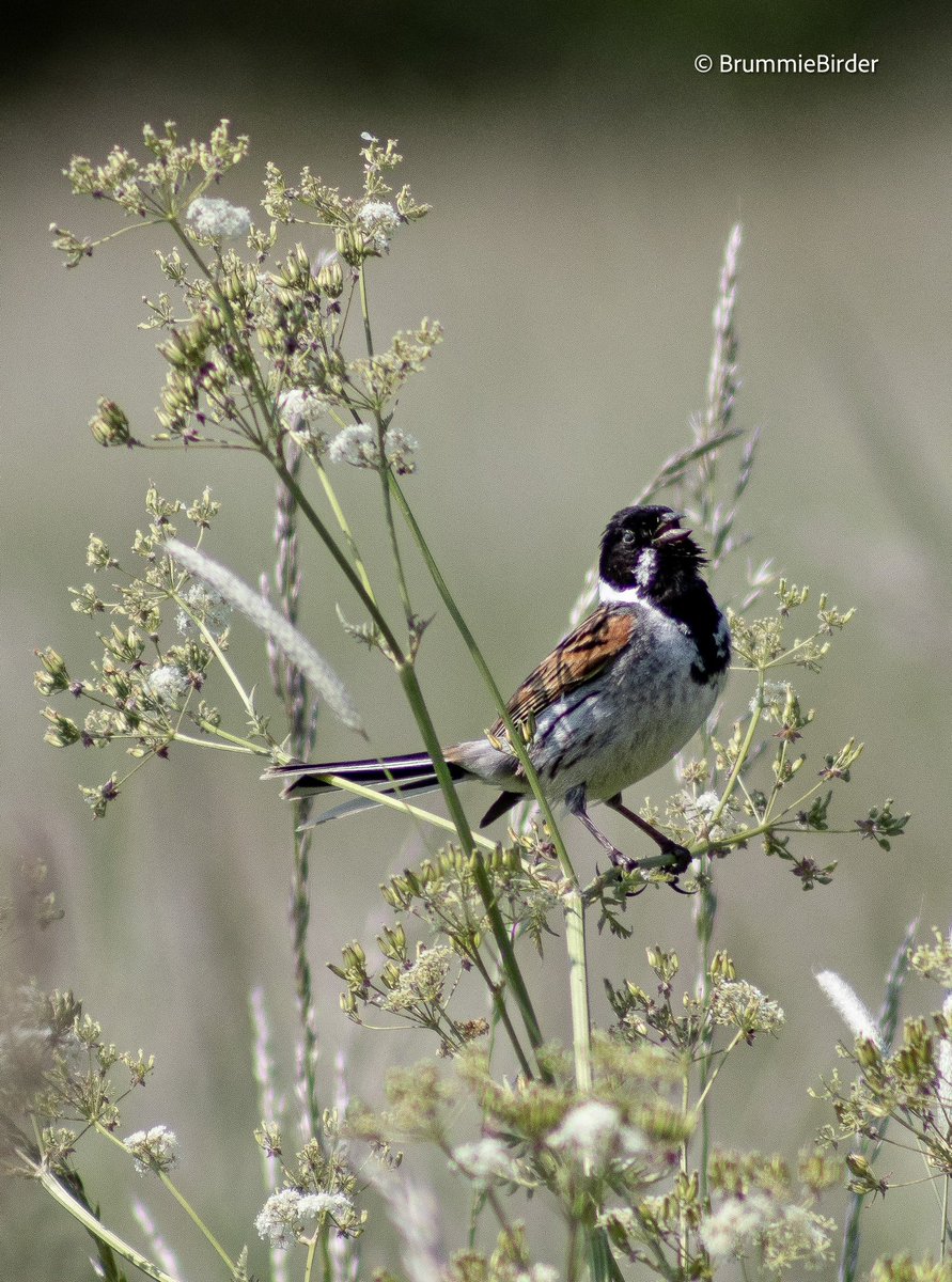 Reed Bunting singing away & enjoying the sun at Kingsbury Water Park last Friday. 
#Birds 
#BirdsOfTwitter 
#Nature