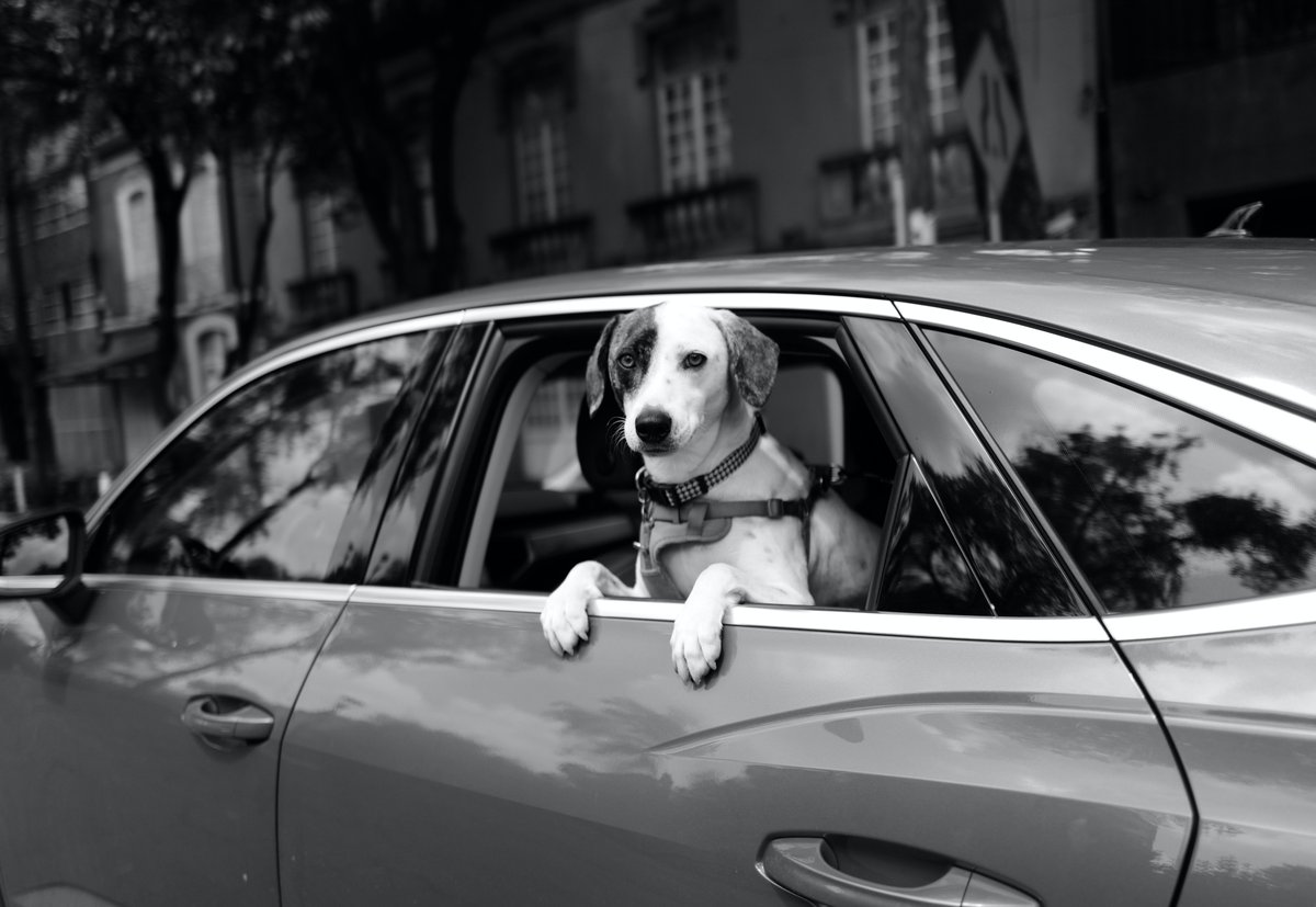 Travel with Pets: Tips for Safe and Enjoyable Journeys
anythingevidence.com/pet-parenting-…
#petlovers #TravelWithPets #PetTravel
#SafeTravelsWithPets #PetVacation #TravelingPets #PetTravelTips