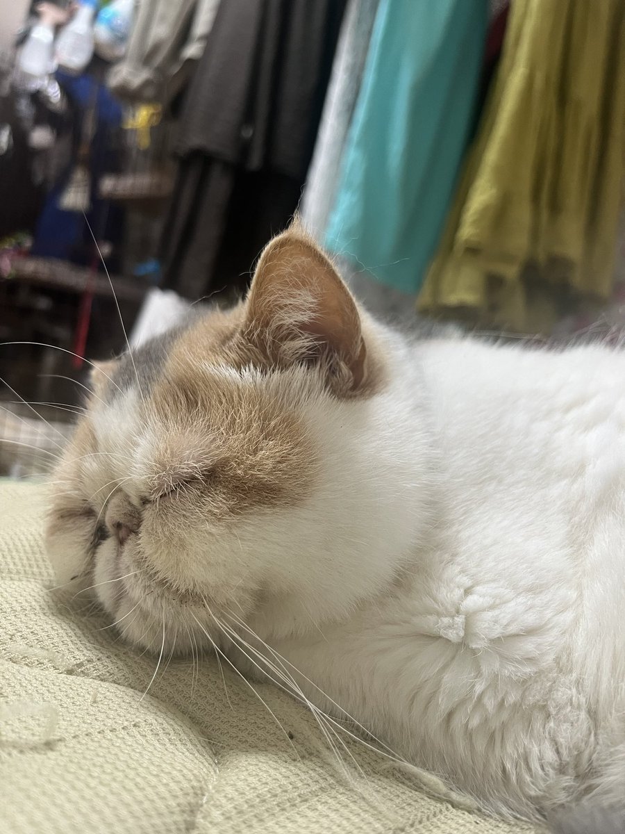 天使の寝顔(横からアングルver)にゃ🐈