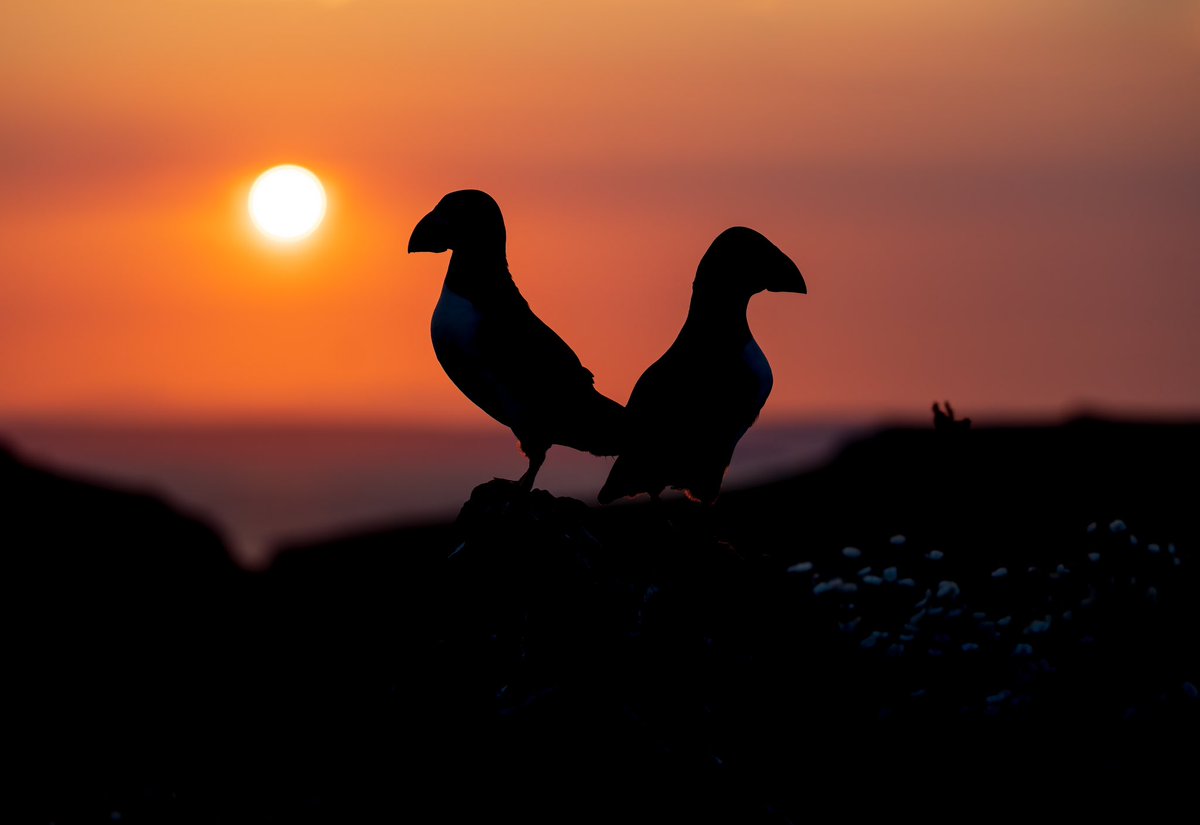 SUNSET PUFFINS

Just back from a great couple of days on Skomer island in Pembroke, South Wales photographing the Puffins. With staying on the island we got to shoot the sunrise and sunset with the Puffins which was magical. 
#puffins #skomer #fsprintmonday #wexmondays