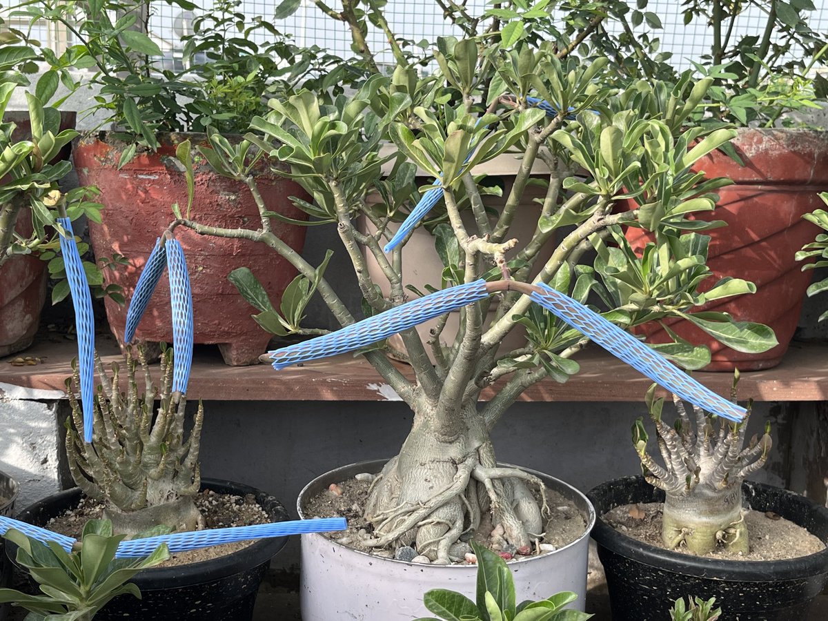 Adenium seedpods 😊

Please book in advance 😁😁

Cost will be minimum and will update later after checking seeds quality 😊