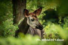 Kandindi2's tweet photo. SENSIBILISATION A LA PRESERVATION DE NOTRE FAUNE ET FLORE
Pour participer à la lutte contre exploitation illégale de la faune et flore congolaise le Conseil pour la défense environnementale par la légalité et la traçabilité (CODELT), a édité 2 tomes de textes légaux. https://t.co/9N5LalnSzl
