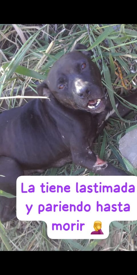 ComoNoAdorarlos's tweet photo. AYUDA🆘🆘🫶 TRANSITO URGENTE PARA ESTA PERRITA ATADA PERMANENTE, ESTÁ ESQUELÉTICA, HERIDA  Y VIVE PARIENDO💔💔💔Hay 2 perros más‼️‼️
Están en Avellaneda
contacto 📲+54 9 11 6367-4442 Roxy https://t.co/86gvOVsNvf https://t.co/CI8PLBqCLz