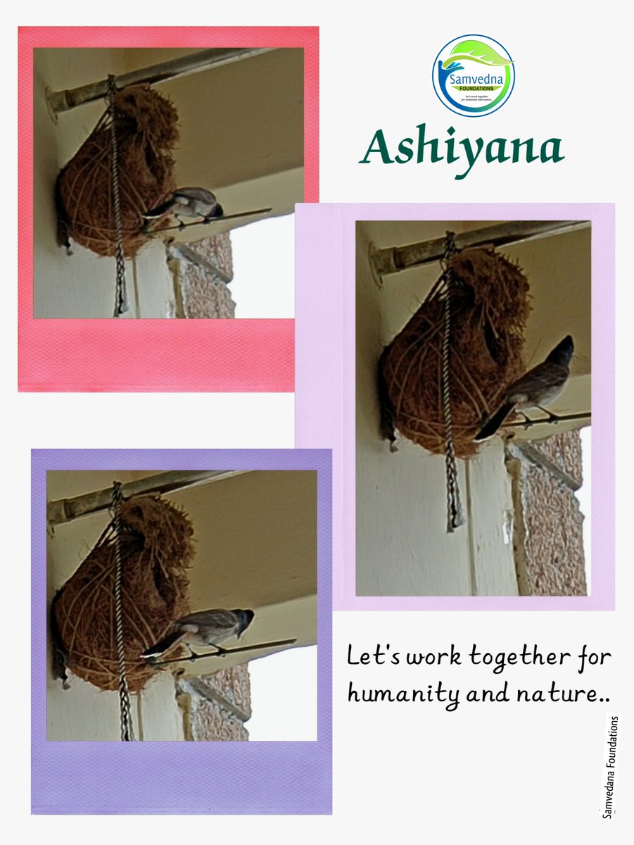 #Ashiyana 
Let's work together for humanity and nature..

#savesparrowsavenature #housesparrow #worktogether #nest #biodiversity #nature #birds