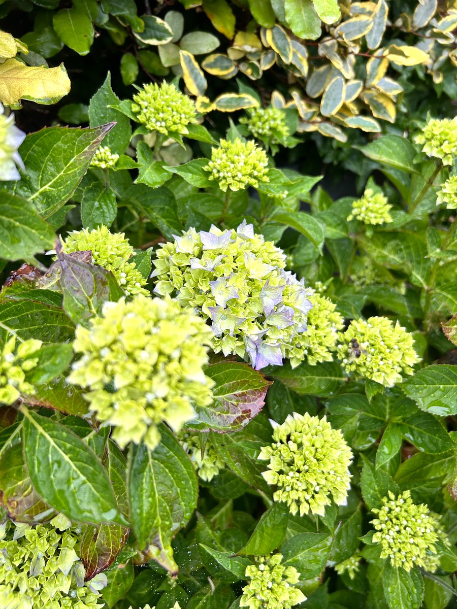 Gorgeous blue hydrangea at front of house just beginning to open up. driftwoodbysea.co.uk #sussex #gardening