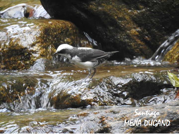 Él y el agua son uno solo.

🇨🇴 Chorlito acuático
🇬🇧 White-capped dipper
👩‍🔬 Cinclus leucocephalus
🌎 Envigado (ANT), Colombia

#BirdsSeenIn2023