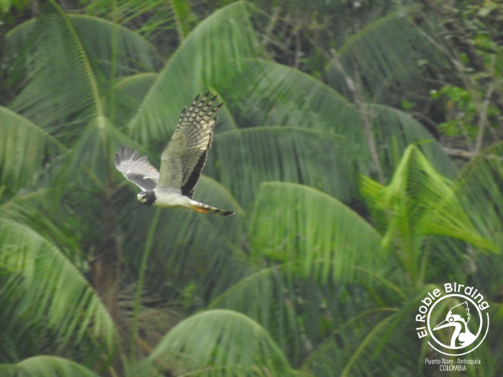 Majestic!

Majestuoso!

🇨🇴 Aguilucho negro
🇬🇧Long-winged harrier
👩‍🔬 Circus buffoni
🌎 Puerto Nare (ANT), Colombia

#BirdsSeenIn2023 #Birds #Aves #Fåglar #Fugler #Uccelli #Ocells #Oiseau #BirdPhotography #BirdsOfTwitter #NaturePhotography