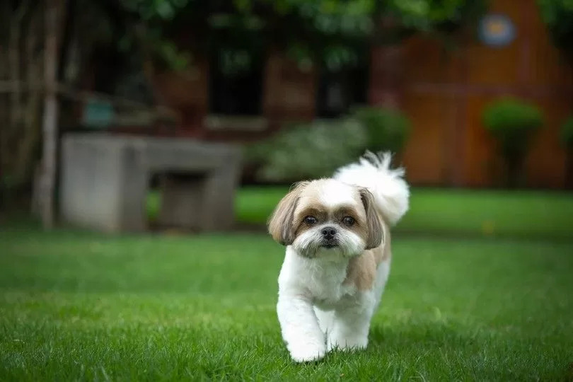 shepherd_lovers's tweet photo. Summer Shih Tzu Haircuts: Shih Tzus are a popular breed of dog known for their long flowing hair. However, during the hot summer months, this hair becomes uncomfortable for the dog and makes it difficult for him to stay cool.

https://t.co/cnBEGaCUDa https://t.co/iLnohgI0P0