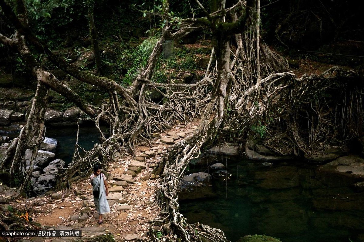 Fantasy #writing and #ttrpg inspiration for today.

A bridge made of living roots.

Cherrapunji, India