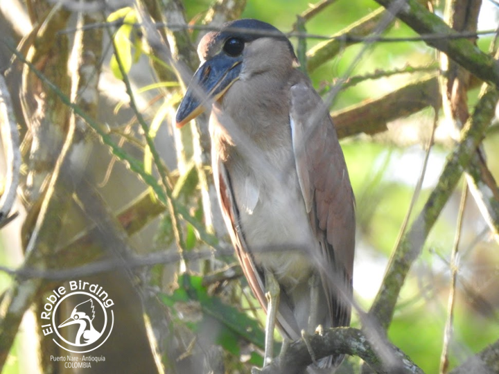 Almost and adult now.

Ya casi es un adulto.

🇨🇴 Garza Cucharón
🇬🇧 Boat-billed heron
👩‍🔬 Cochlearius cochlearius
🌳 Puerto Nare (ANT), Colombia

#BirdsSeenIn2023 #Birds #Aves #Fåglar #Fugler #Vogel #Uccelli #Ocells #Oiseau #BirdPhotography #BirdsOfTwitter #NaturePhotography