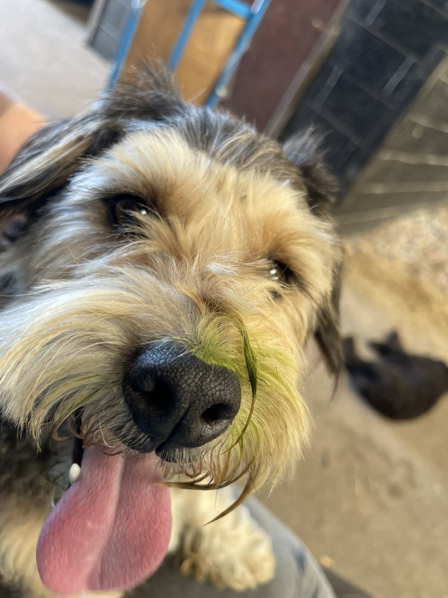 We’ve come up with a new  <a href="/behind_stable/">Behind The Stable Door</a> fundraising plan called green nose day - anybody think that it will take off or nose dive? <a href="/BelfastHourNI/">#BelfastHour</a> <a href="/CO3updates/">CO3</a>