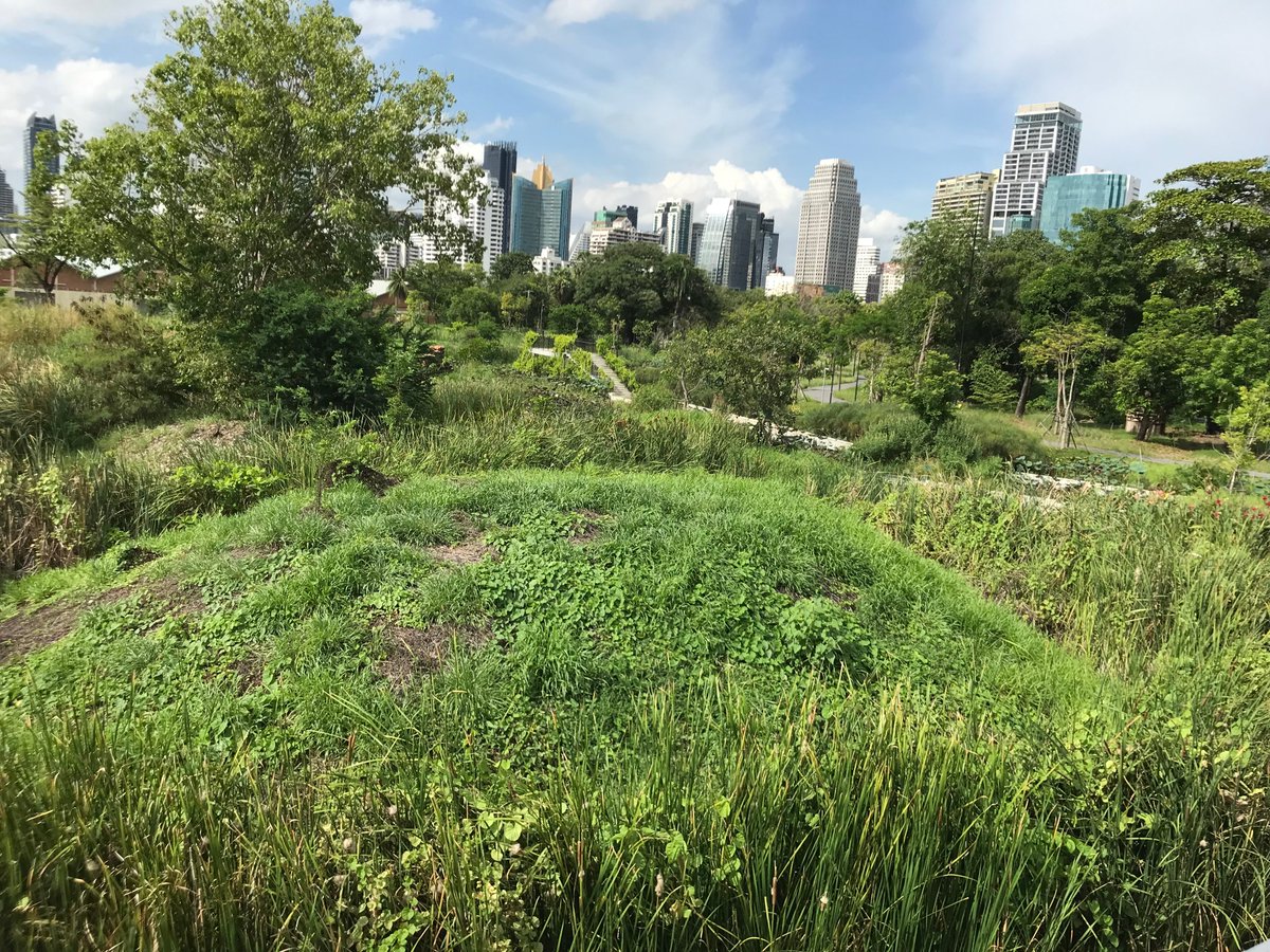 Today I visited Benjakitti Forest Park in Bangkok -- and saw what Santa Monica's Great Park might be like (when it opens in 2029), if it is designed to be a living Forest Park #SantaMonica #MoreParks #GreatPark #Benjakitti #Thailand @Airport2Park @GoSantaMonica  @santamonicacity