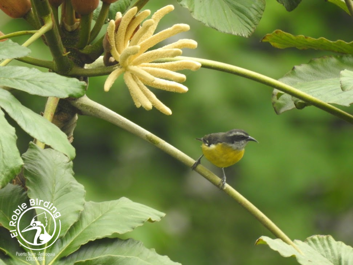 Hmmm! A Cecopia tree!

¡Hmmm! ¡Un yarumo!

🇨🇴 Silga
🇬🇧 Bananaquit
👩‍🔬 Coereba flaveola
🌳 Puerto Nare (ANT), Colombia

#BirdsSeenIn2023 #Birds #Aves #Fåglar #Fugler #Vogel #Uccelli #Ocells #Oiseau #BirdPhotography #BirdsOfTwitter #NaturePhotography