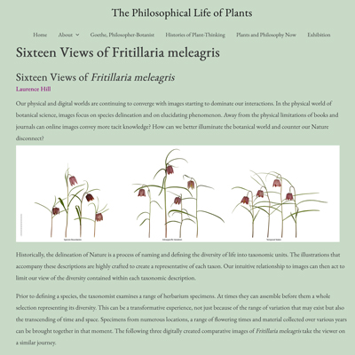 Read 16 Views of Fritillaria meleagris, part of The Philosophical Life of Plants project which showcased three of the current works displayed in @RHS @saatchi_gaIIery show plantphilosophy.org.uk/plants-and-phi… @kewgardens