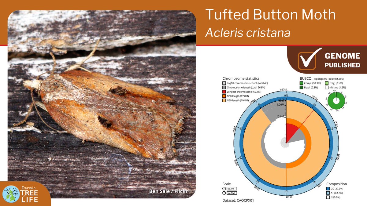 darwintreelife's tweet image. Our latest #DarwinTreeOfLife #GenomeNote: the Tufted Button🦋(Acleris cristana)  

Thanks to @diarsia @pickeletto @GenomeWytham @OxfordBiology @NHM_Science @SangerToL and all who helped generate this #genome🧬  

📑Read how we did it @WellcomeOpenRes: wellcomeopenresearch.org/articles/8-236