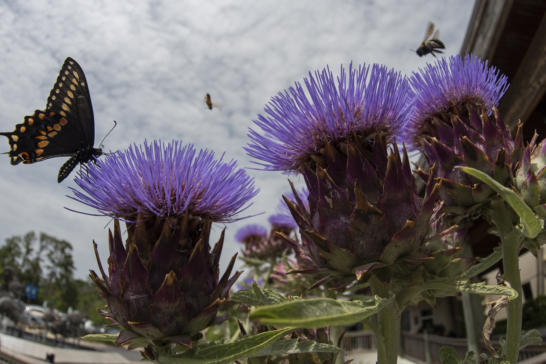 NC Aquarium at PKS on Twitter "We’re all abuzz about Pollinator Week! Planting native plants