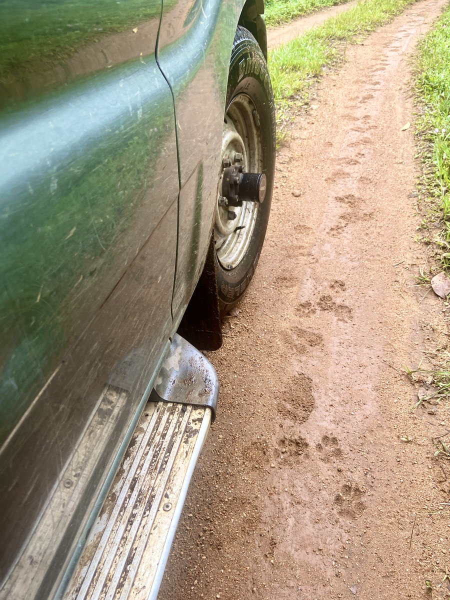 uramakri's tweet photo. Our #scorpio #4wheeldrive, our trusty steed, helped conduct fieldwork across India over the last 8 years @NCBS_Bangalore! She had us stuck (and unstuck), drove alongside endangered wildlife, helped find amazing species in the high Himalaya! https://t.co/HdGJ6VZ4dx