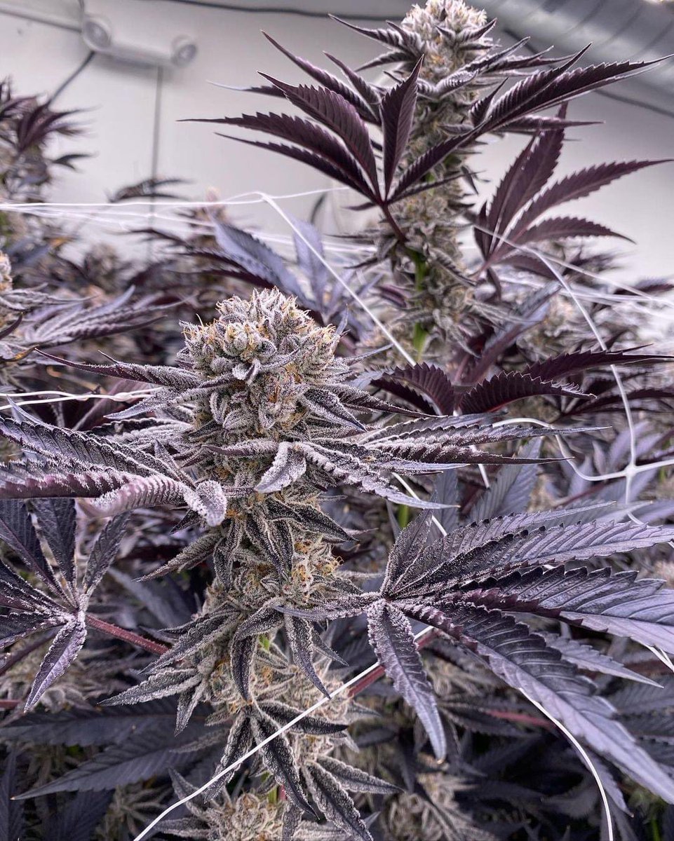Who Grows The Best Buds On Web3?🤨🌱

Share your flower if you grow👇💚