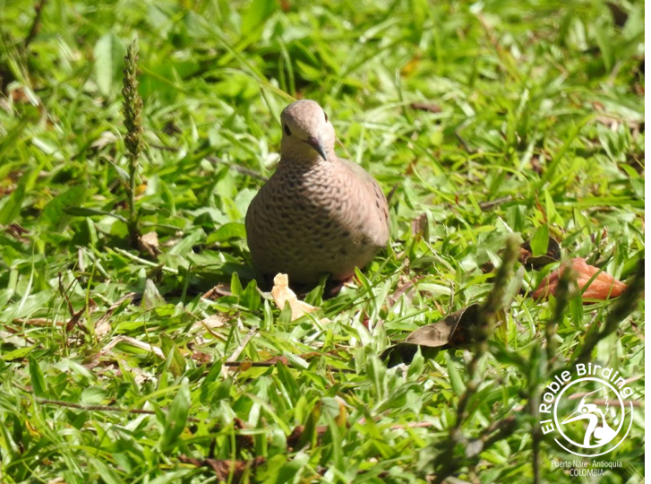 Beautiful necklace!

¡Lindo collar!

🇨🇴 Tortolita pechiescamada
🇬🇧 Common ground dove
👩‍🔬 Columbina passerina
🌎 Puerto Nare (ANT), Colombia

#BirdsSeenIn2023 #Birds #Aves #Fåglar #Fugler #Vogel #Uccelli #Ocells #Oiseau #BirdPhotography #BirdsOfTwitter #NaturePhotography
