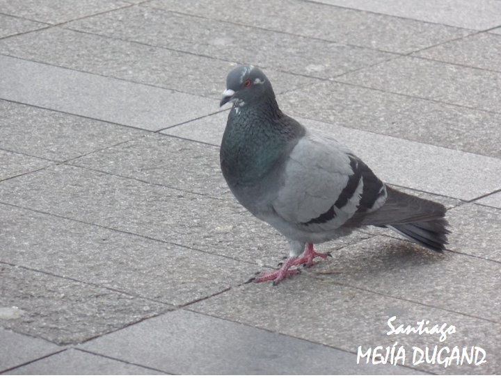 Parquera.

🇨🇴 Paloma asilvestrada
🇬🇧 Feral pigeon
👩‍🔬 Columba livia
🌎 Envigado (ANT), Colombia

#BirdsSeenIn2023