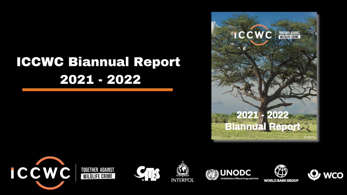 We are proud to launch the #ICCWC Biannual Report 2021-2022! 

In this review, we take a look at the successes & achievements of countries supported by ICCWC to combat wildlife crime over the past 2 years.

📚 Read it here: bit.ly/46fgQRJ

#TogetherAgainstWildlifeCrime