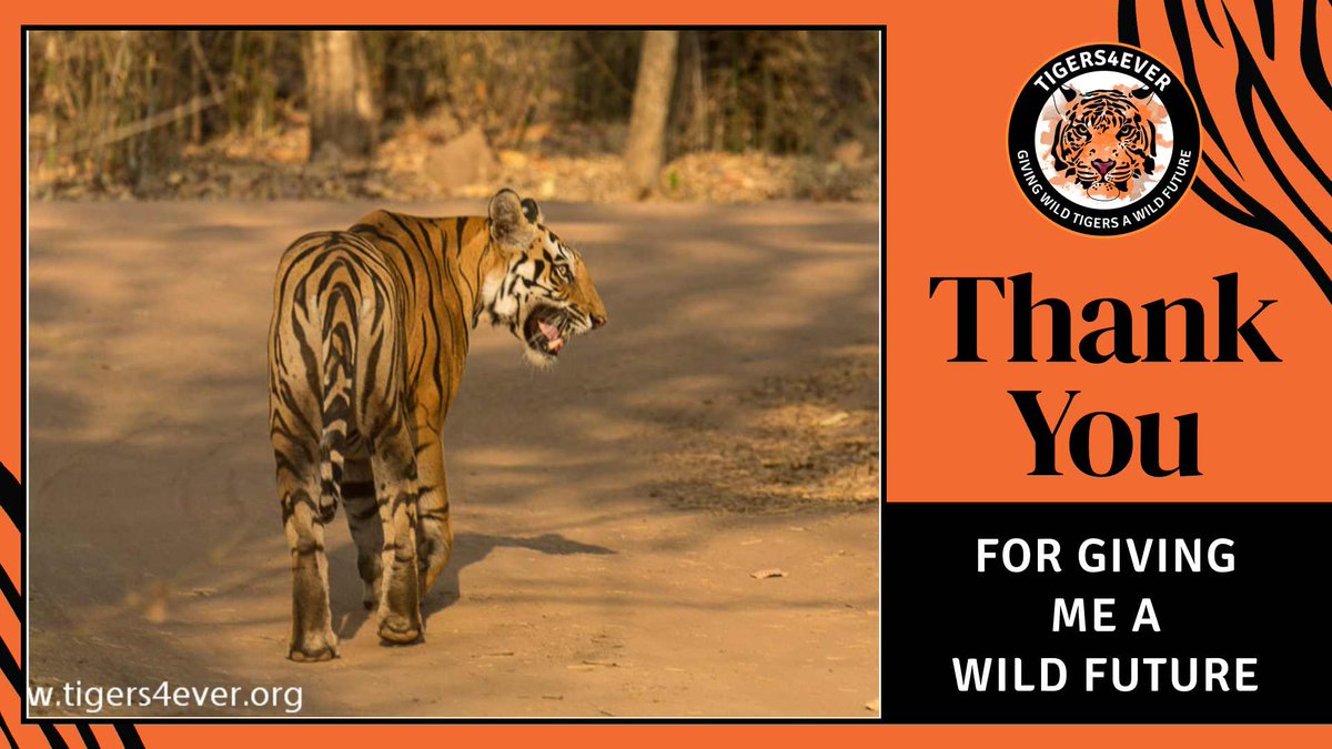 Thank you Sean for your kind monthly donation which will help us to pay an Anti-Poaching Patroller to protect wild #Tigers for 35 days a year. #SmallCharityWeek #MondayMotivation globalgiving.org/projects/savin…