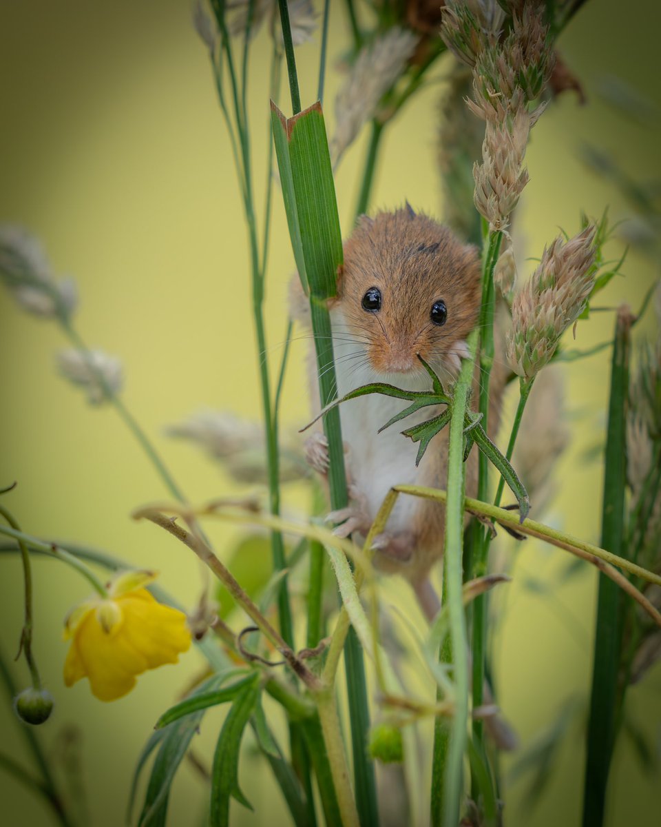 Paul Browning Photography tweet media