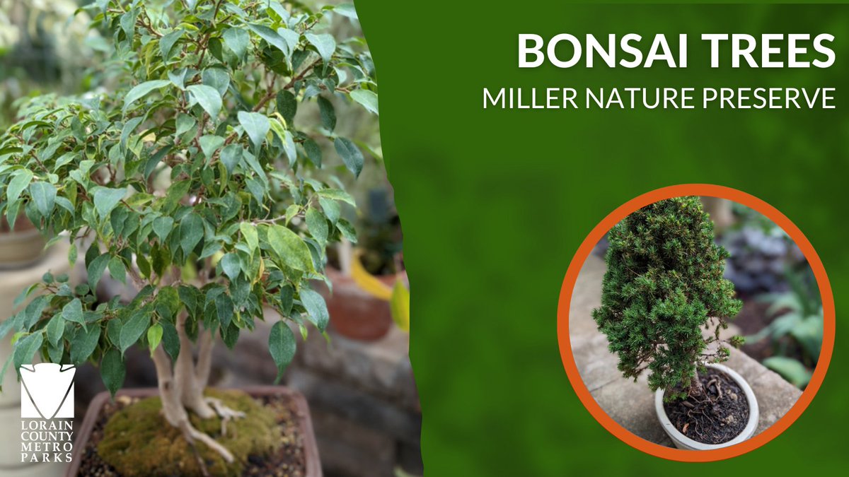 LCMetroParks's tweet photo. TREE TUESDAY: Bonsai is not a species of tree, but rather a method of container gardening that is a Japanese art form. A variety of bonsai trees can be seen at Miller Nature Preserve Conservatory in Avon, Ohio. #ohiotrees https://t.co/3e0aZvRpZd