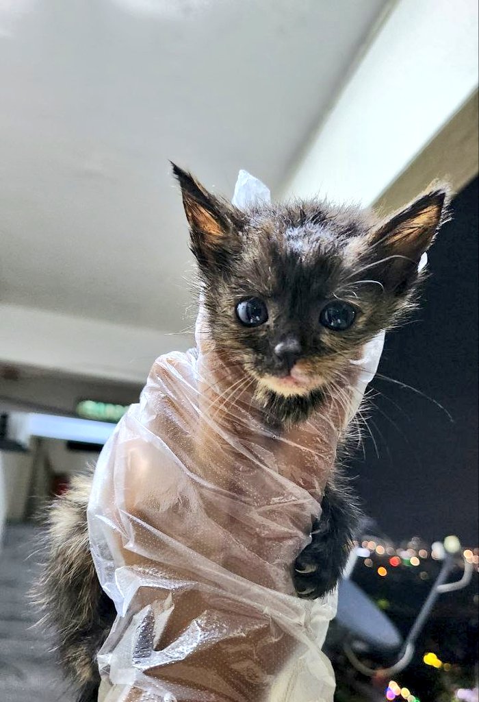 samantha_cavill's tweet photo. 🆘Jumpa kitten lagi kat bawah rumah😓 Dah merata cari mak dia, tapi tak berjaya. Kucing² besar mcm nak attack dia. Nama diberi Yoda sbb dia nmpk mcm baby Yoda. Saya kerja. Esok mintak tlg kawan bawa dia pergi klinik dulu. Pls anyone boleh foster/adopt? Urgent🙏kiut sangat🥹 https://t.co/QheSSeub5x