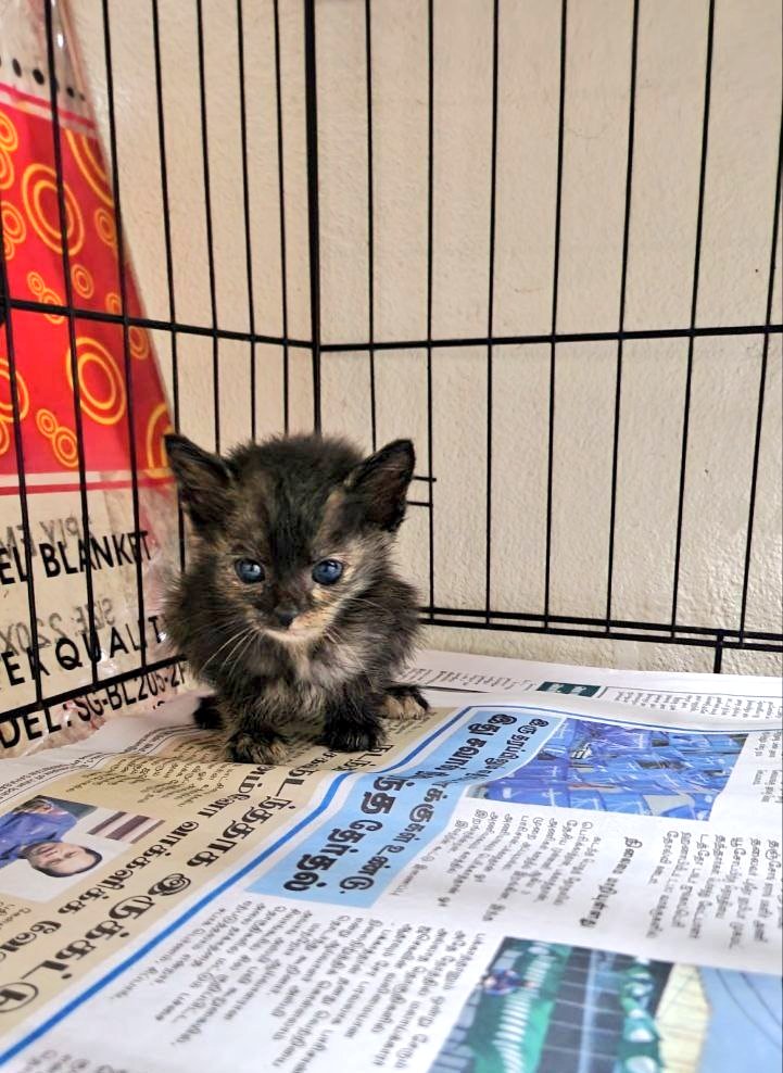 samantha_cavill's tweet photo. 🆘Jumpa kitten lagi kat bawah rumah😓 Dah merata cari mak dia, tapi tak berjaya. Kucing² besar mcm nak attack dia. Nama diberi Yoda sbb dia nmpk mcm baby Yoda. Saya kerja. Esok mintak tlg kawan bawa dia pergi klinik dulu. Pls anyone boleh foster/adopt? Urgent🙏kiut sangat🥹 https://t.co/QheSSeub5x