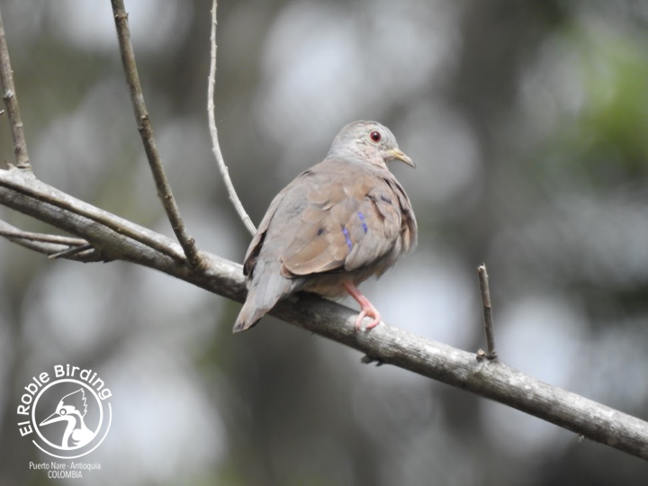 A shy one.

Un ave tímida.

🇨🇴 Tortolita diminuta
🇬🇧 Plain-breasted ground dove
👩‍🔬 Columbina minuta
🌳 Puerto Nare (ANT), Colombia

#Birds #Aves #BirdsSeenIn2023 #Fåglar #Fugler #Vogel #Uccelli #Ocells #Oiseau #BirdPhotography #BirdsOfTwitter #NaturePhotography
