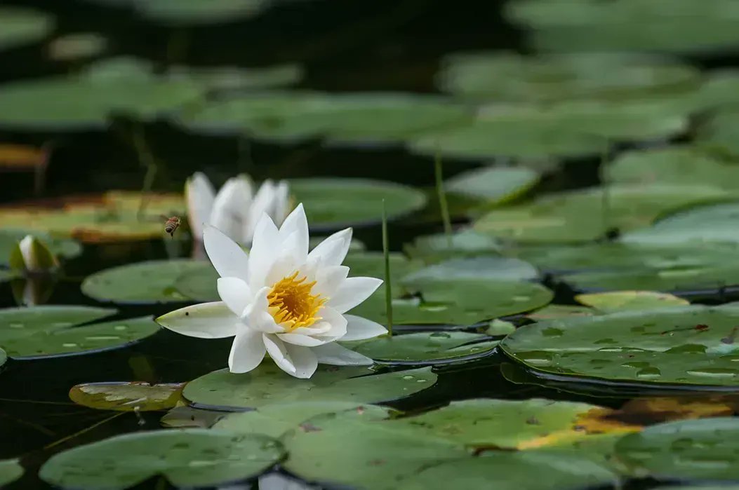 “Syncopations” by Kathleen Kremins explores the flowering plants of Muddy Pond Wilderness Preserve through luscious, sensitive verse. Read the new #poem at 
newildernesstrust.org/new-poem-inspi…. 
.
#poetry #wildflowers #nature
.
📸 Water lily at Muddy Pond by Natalia Boltukhova