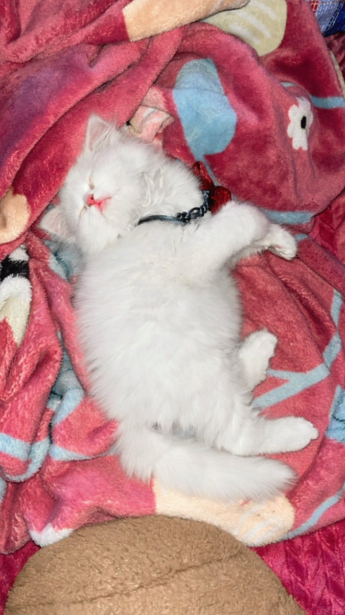 My lil baby aphro💕