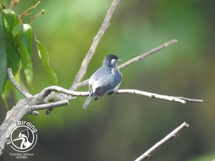 Pensive.

Pensativo.

🇨🇴 Picocono orejiblanco
🇬🇧 White-eared conebill
👩‍🔬 Conirostrum leucogenys
🌳 Puerto Nare (ANT), Colombia

#BirdsSeenIn2023 #Birds #Aves #Fåglar #Fugler #Uccelli #Ocells #Oiseau #BirdPhotography #BirdsOfTwitter #NaturePhotography