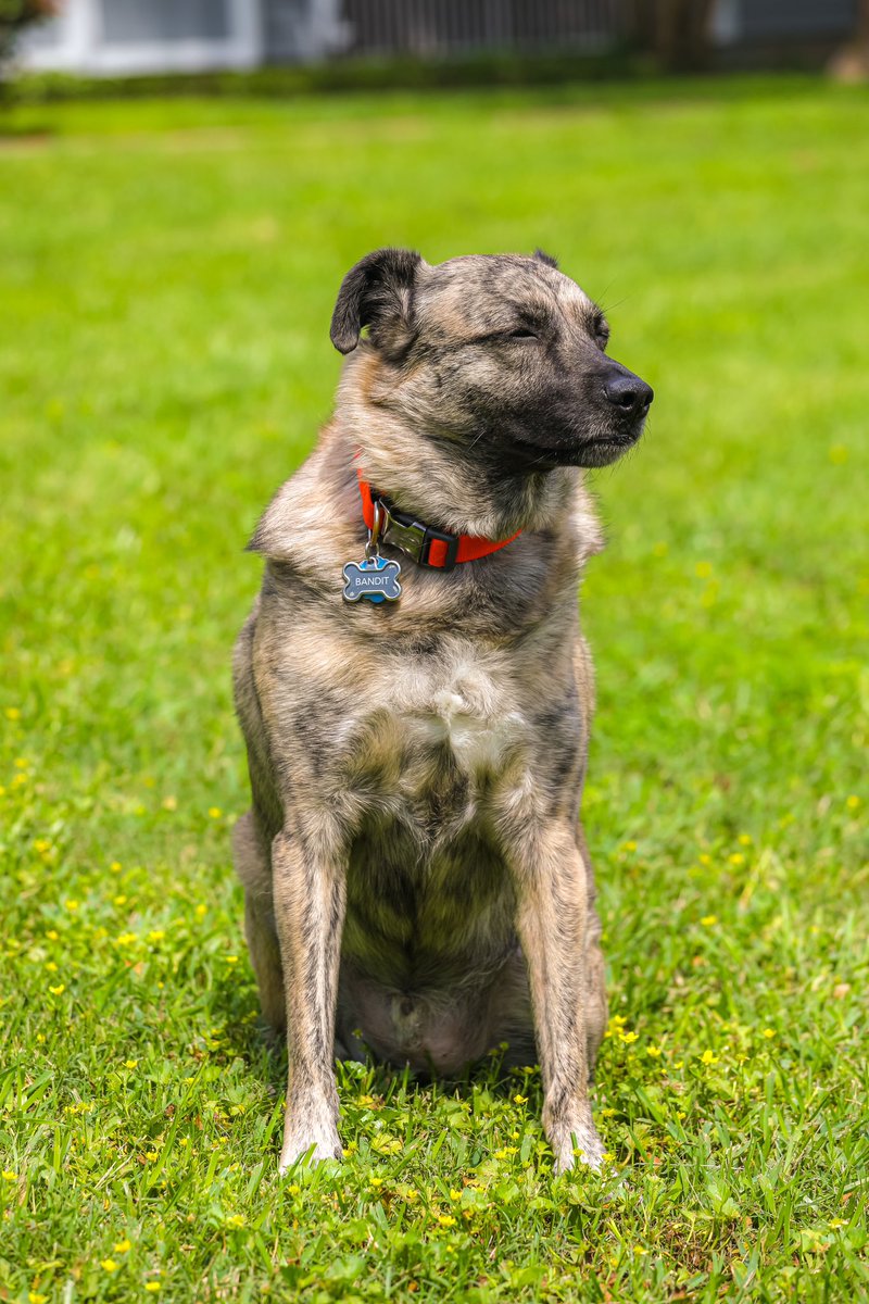 tayalexis96's tweet photo. Happy 6th Birthday to our boy, Bandit. 🥹🧡🎂
#dogmom #bandit #happybirthday #dutchshepherdmix https://t.co/WokuT8DDx4