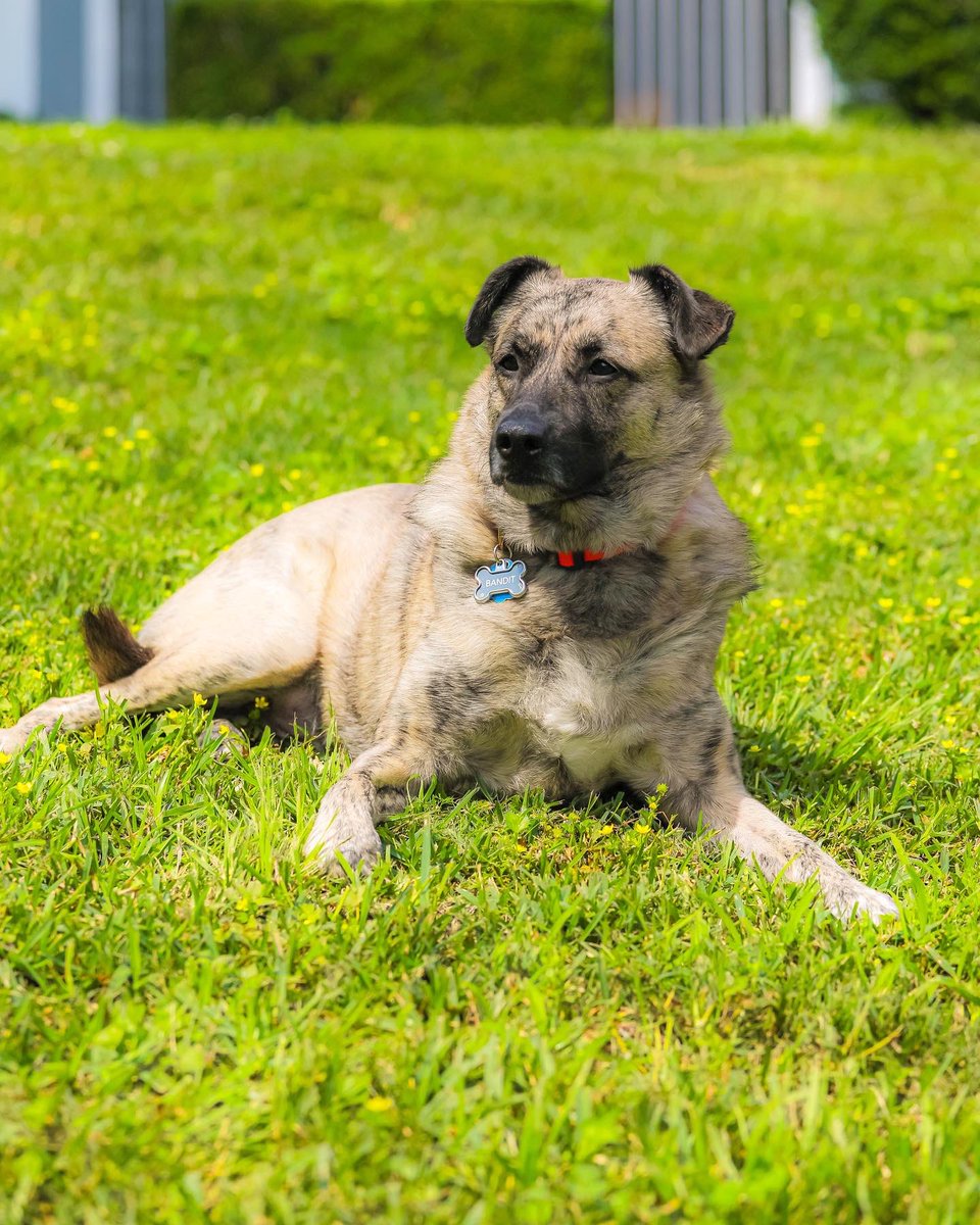tayalexis96's tweet photo. Happy 6th Birthday to our boy, Bandit. 🥹🧡🎂
#dogmom #bandit #happybirthday #dutchshepherdmix https://t.co/WokuT8DDx4