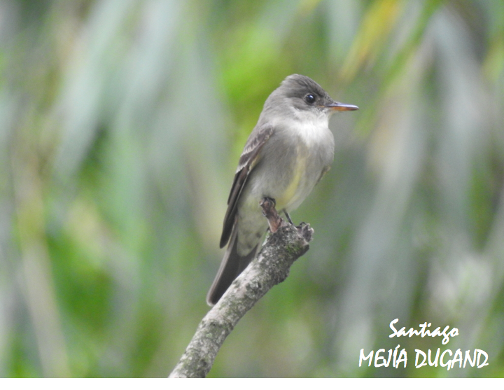 Unos cuantos días antes de irse para el norte.

🇨🇴 Pibí oriental
🇬🇧 Eastern wood pewee
👩‍🔬 Contopus virens
🌳 Envigado (ANT), Colombia

#BirdsSeenIn2023